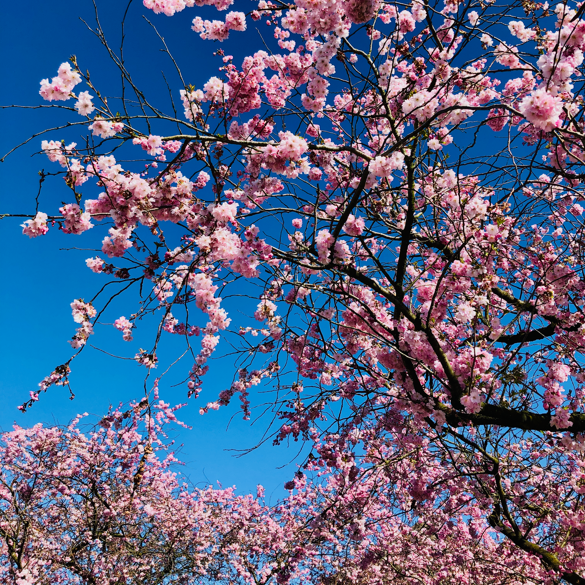 Ayurveda and Spring season: 3 ways to balance your respiratory system